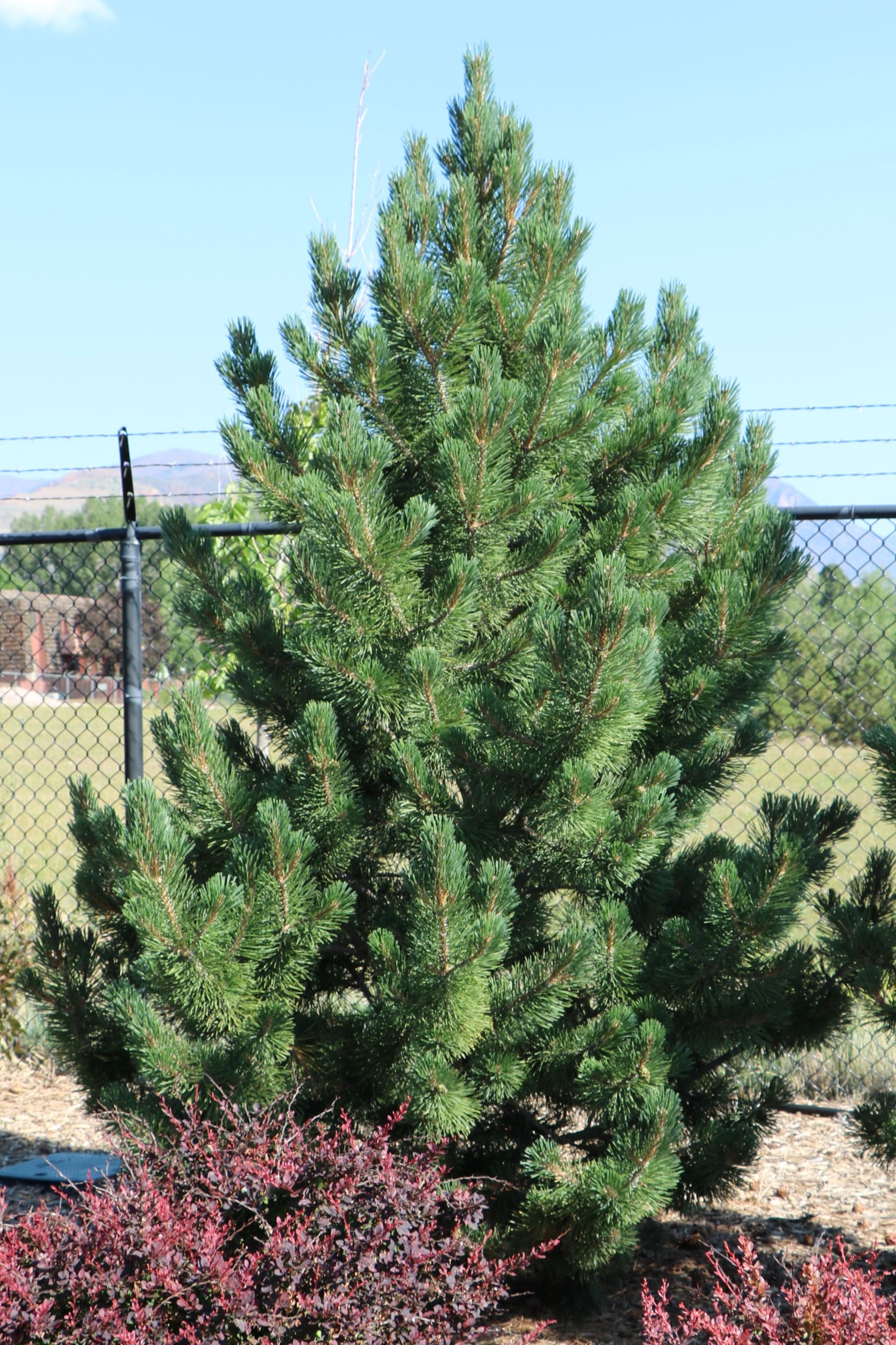 Tannenbaum Mugo Pine